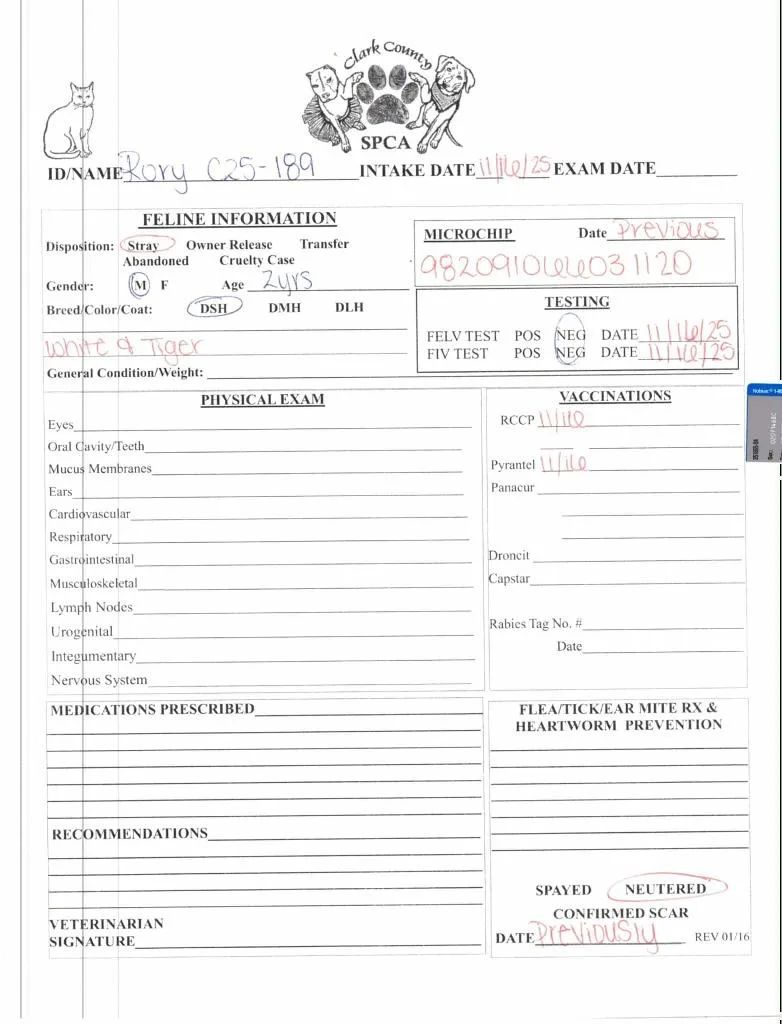 A young large-sized male Domestic Short Hair cat named Rory for adoption in Springfield, OH