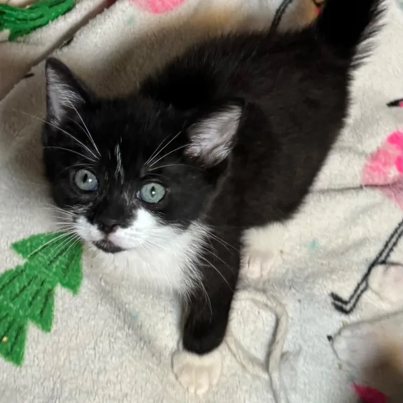 A baby medium-sized female Domestic Short Hair cat named Snow for adoption in Saginaw, MI