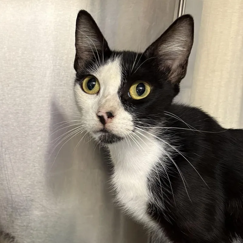 An adult medium-sized female Black Domestic Short Hair cat named Natusha for adoption in San Antonio, TX