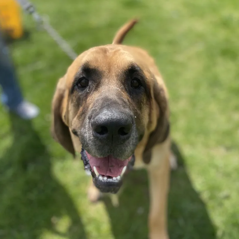 Koda Ask To Meet!! thumbnail 2