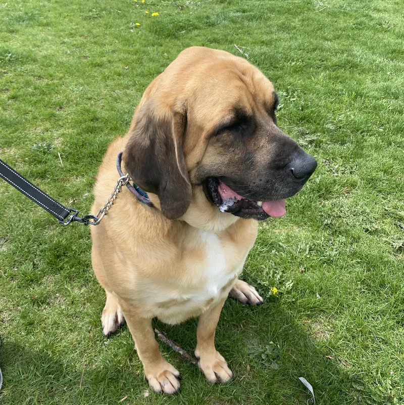 An adult extra large-sized female Golden Mastiff dog named Koda Ask To Meet!! for adoption in Elyria, OH