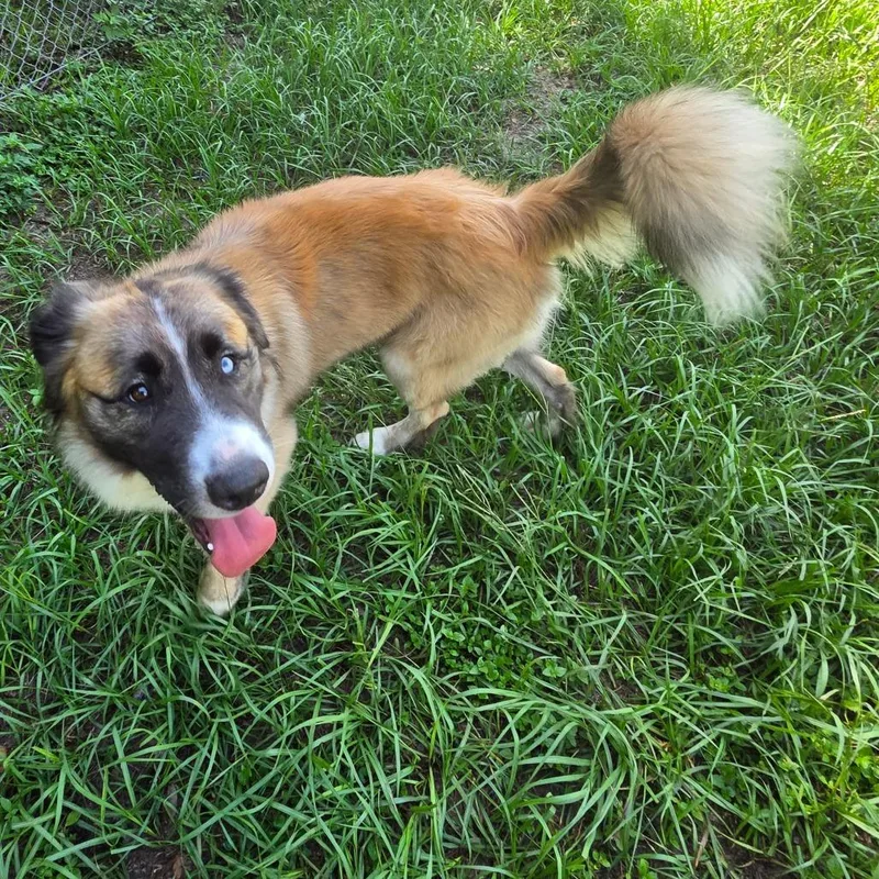 An adult medium-sized male Brown / Chocolate Mixed Breed dog named Blue for adoption in Lake Panasoffkee, FL