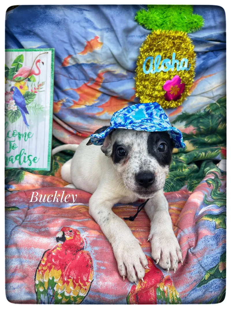 Buckley thumbnail 6