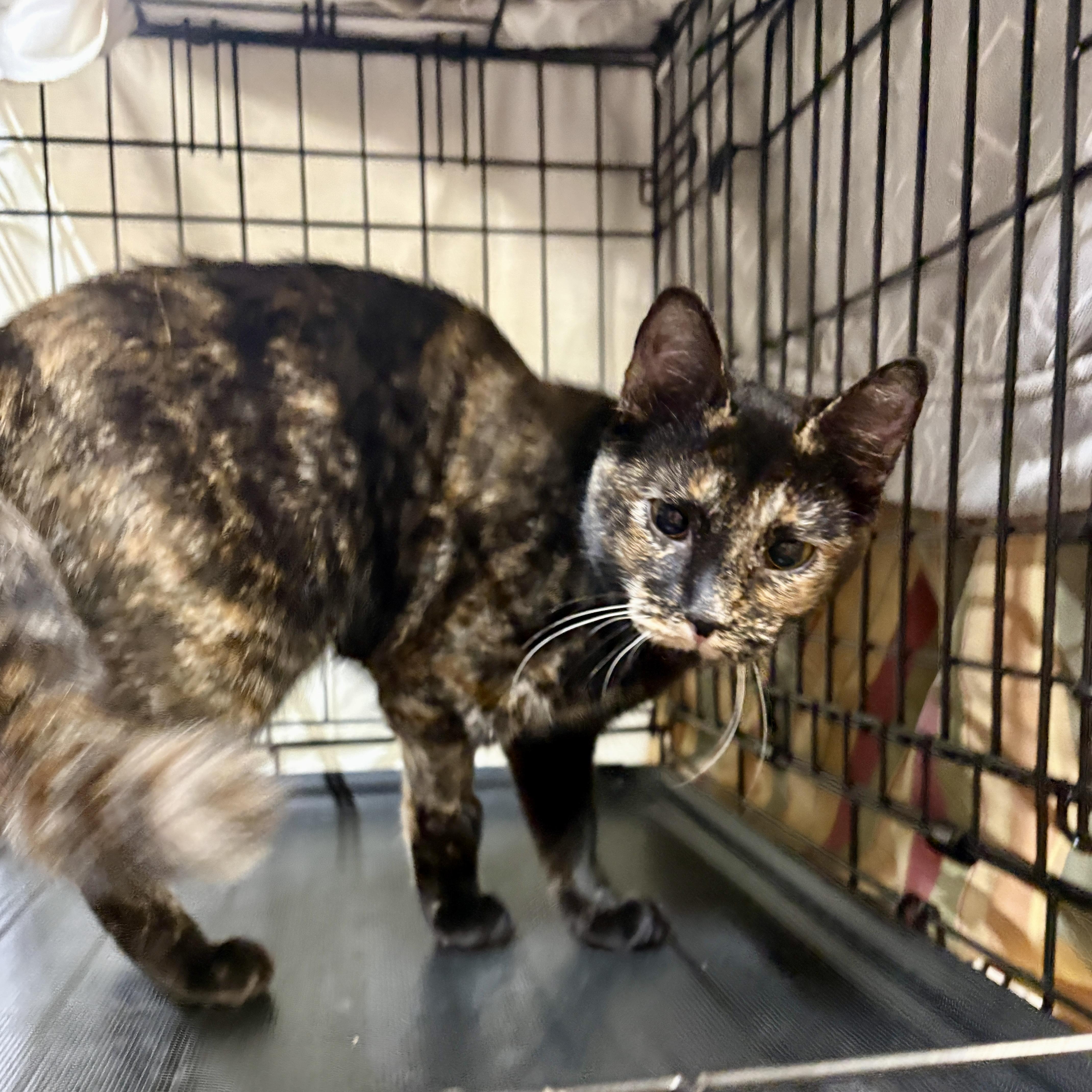 Contessa thumbnail 2