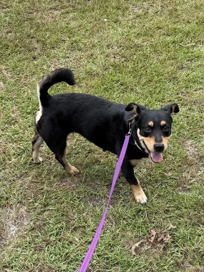 A young small-sized female Mixed Breed dog named Little Momma for adoption in Lumberton, NC