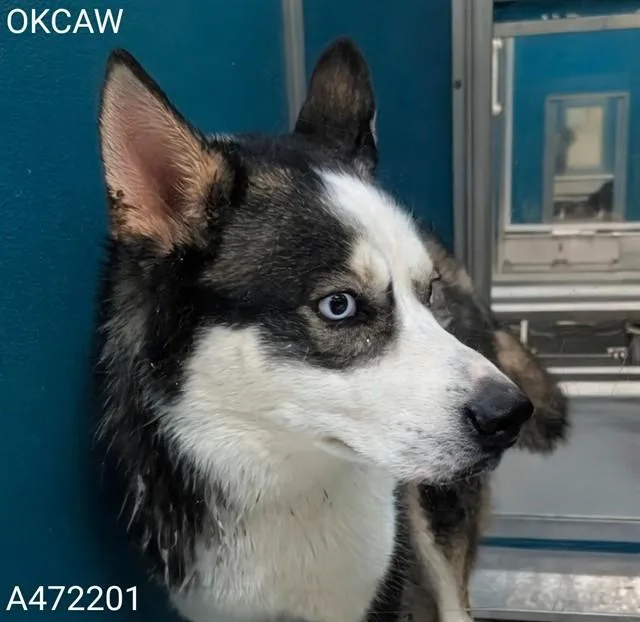 A young large-sized male Siberian Husky dog named Donovan for adoption in Oklahoma City, OK