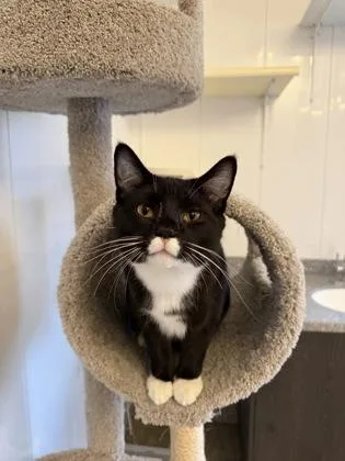 A young medium-sized male Domestic Short Hair cat named Mustacheo for adoption in Verona, WI
