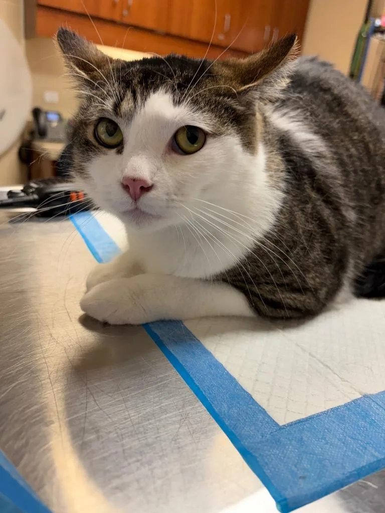 An adult medium-sized female Domestic Short Hair cat named Mama for adoption in Wintersville, OH