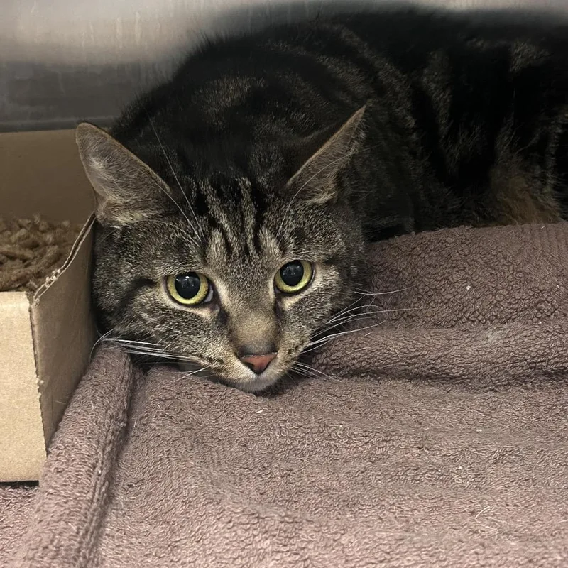 An adult medium-sized female Black Domestic Short Hair cat named Tot for adoption in Philadelphia, PA