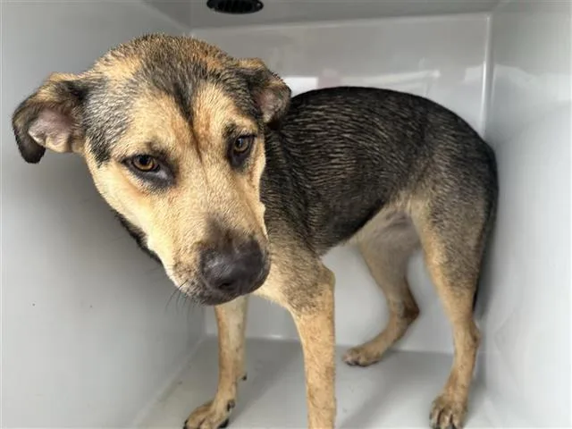 A young large-sized female German Shepherd Dog dog named A for adoption in Houston, TX