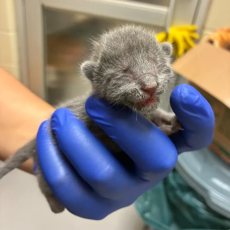 A baby small-sized female Gray / Blue / Silver Domestic Short Hair cat named Lily for adoption in Columbus, GA