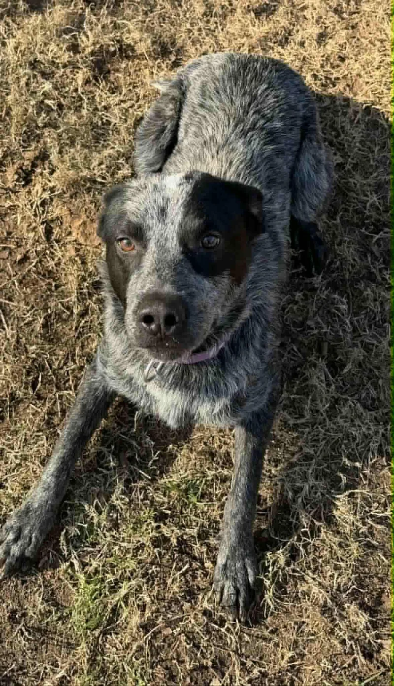 A young medium-sized male Australian Cattle Dog / Blue Heeler dog named Lenny for adoption in Houston, TX
