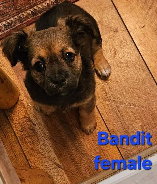 Harley litter thumbnail 2