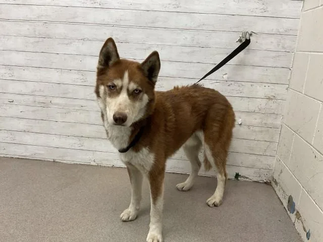 An adult large-sized male Siberian Husky dog named Alpha for adoption in San Bernardino, CA