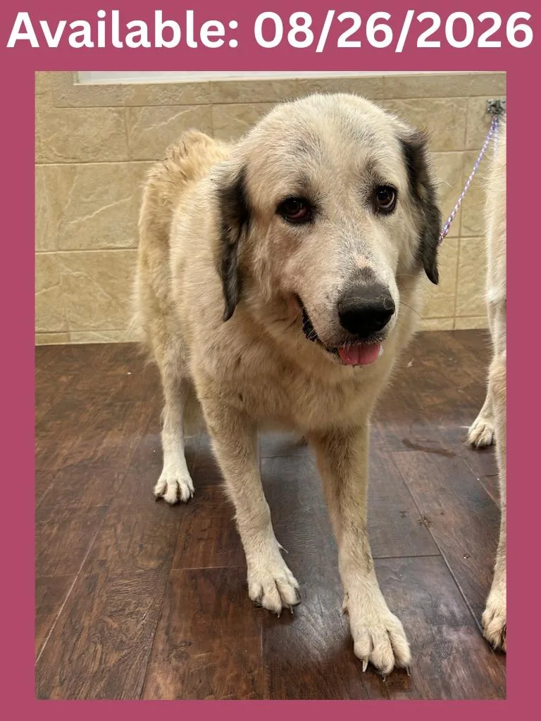 A young extra large-sized female Anatolian Shepherd dog named Dog Kennel Sky for adoption in Greenville, TX