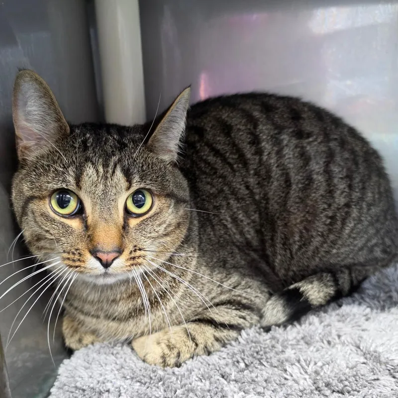 A young large-sized male Brown / Chocolate Domestic Short Hair cat named Einstein for adoption in Jefferson city, TN