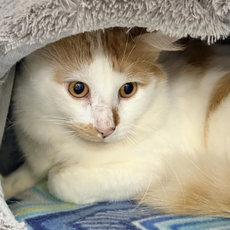 An adult large-sized male Orange & White Domestic Medium Hair cat named Spork for adoption in Collierville, TN