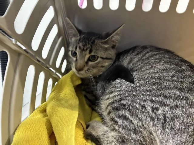 A baby medium-sized female Domestic Short Hair cat named Fudge Round for adoption in Pensacola, FL