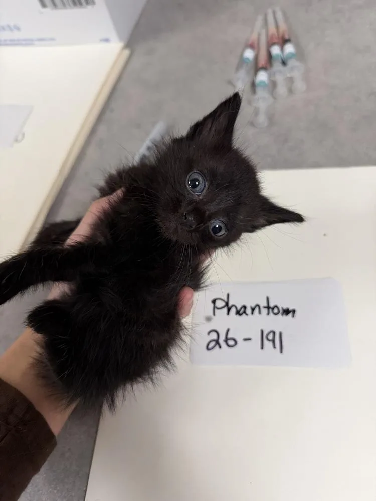 Phantom thumbnail 2