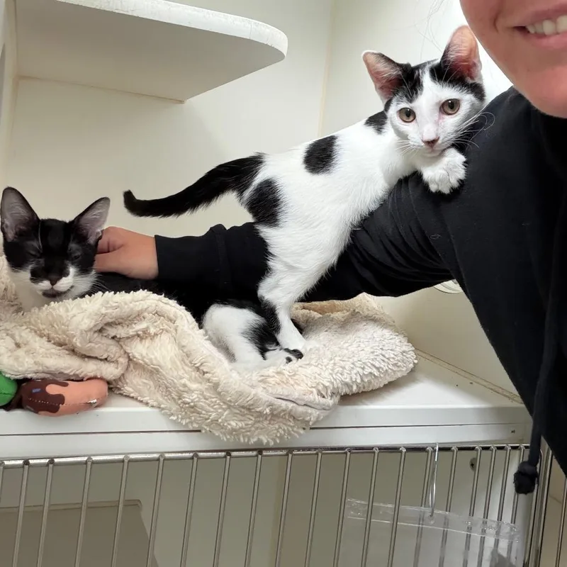 A baby small-sized male White Domestic Short Hair cat named Walnut Bonded with for adoption in Naperville, IL