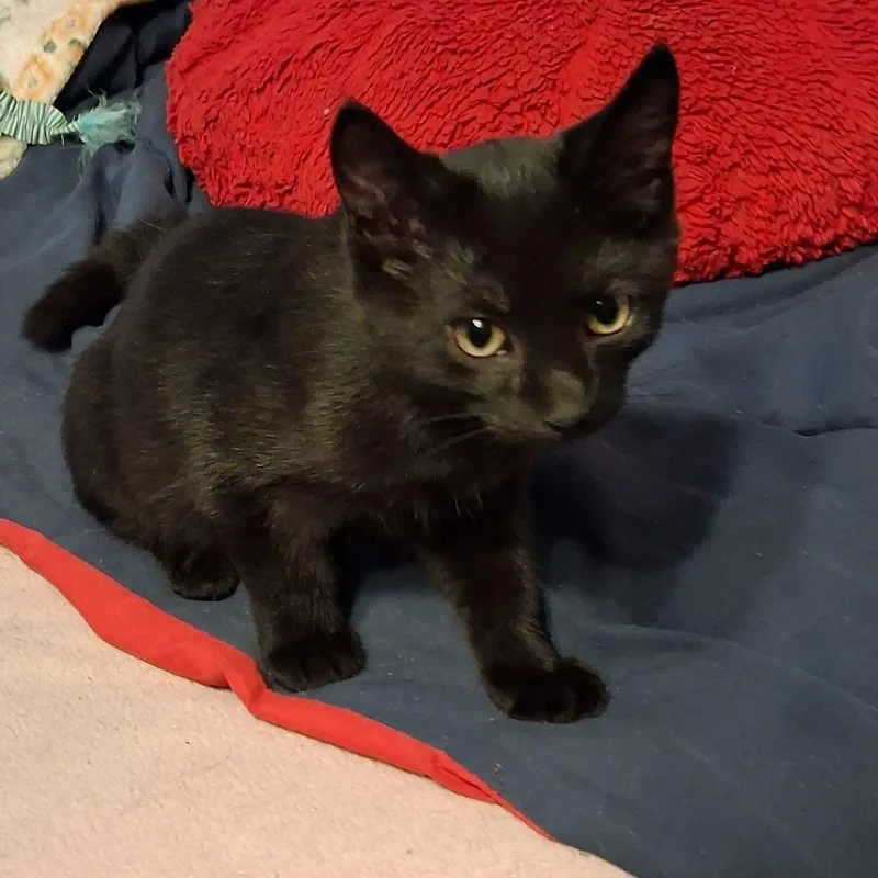 A baby medium-sized female Black Domestic Short Hair cat named Salem for adoption in Carneys Point, NJ