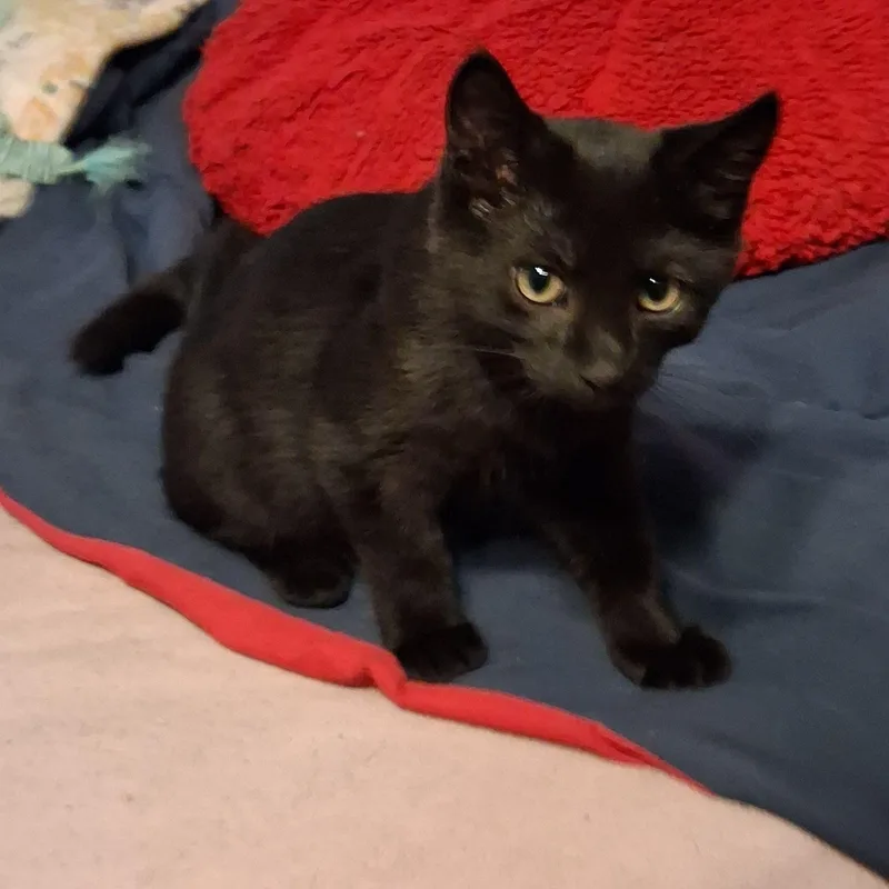 Salem thumbnail 2