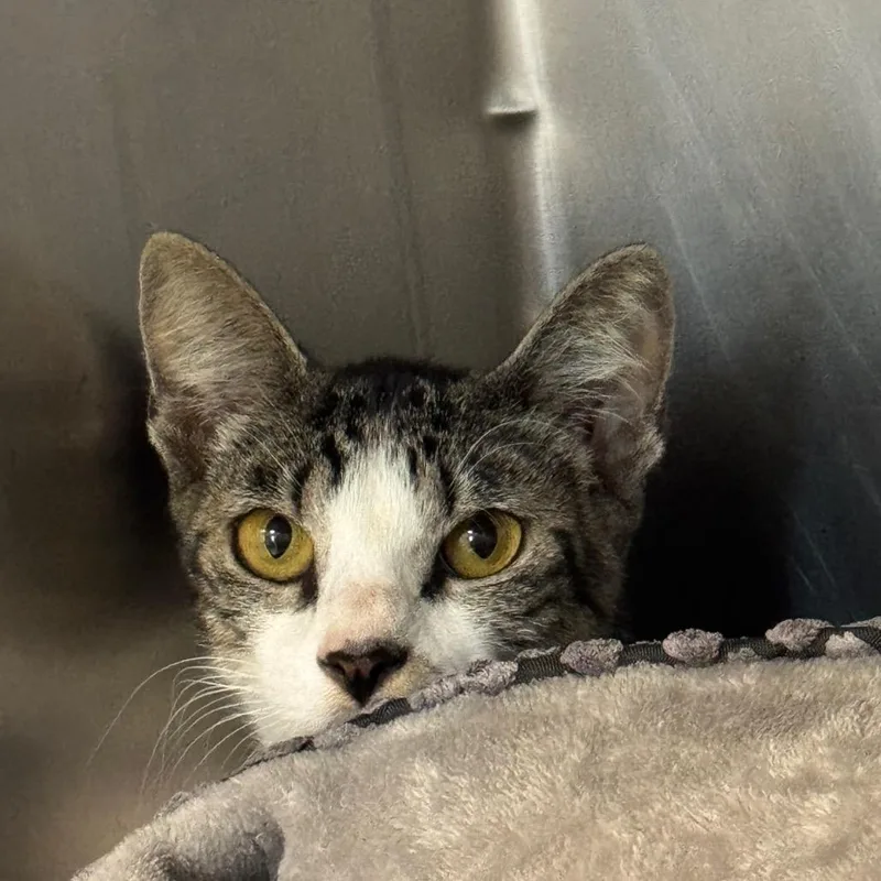 An adult medium-sized male Brown / Chocolate Domestic Short Hair cat named Elroy for adoption in West Palm Beach, FL