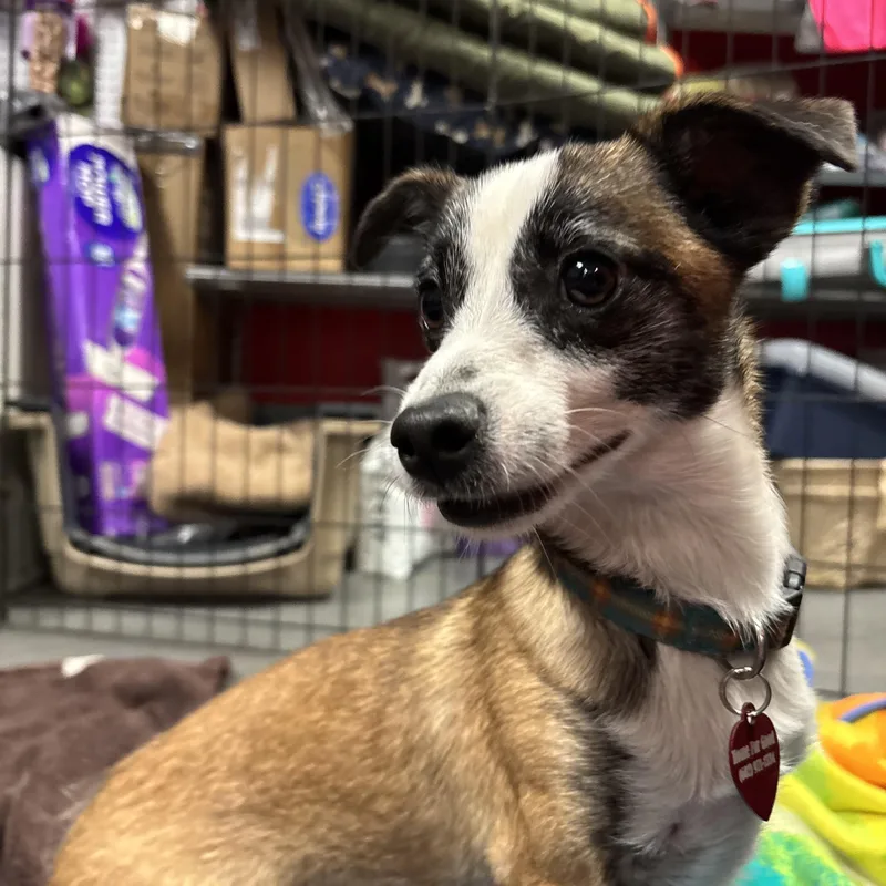 An adult small-sized male Jack Russell Terrier dog named Banana for adoption in Phoenix, AZ
