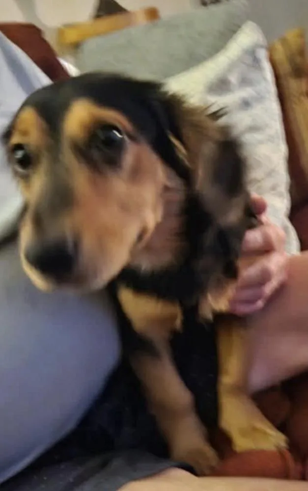 A young small-sized female Dachshund dog named Snickers for adoption in Silsbee, TX