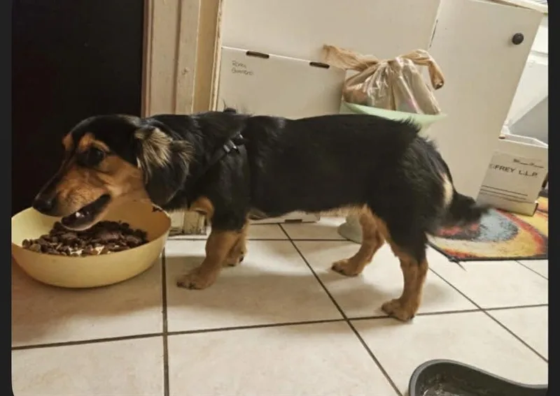 Snickers thumbnail 2