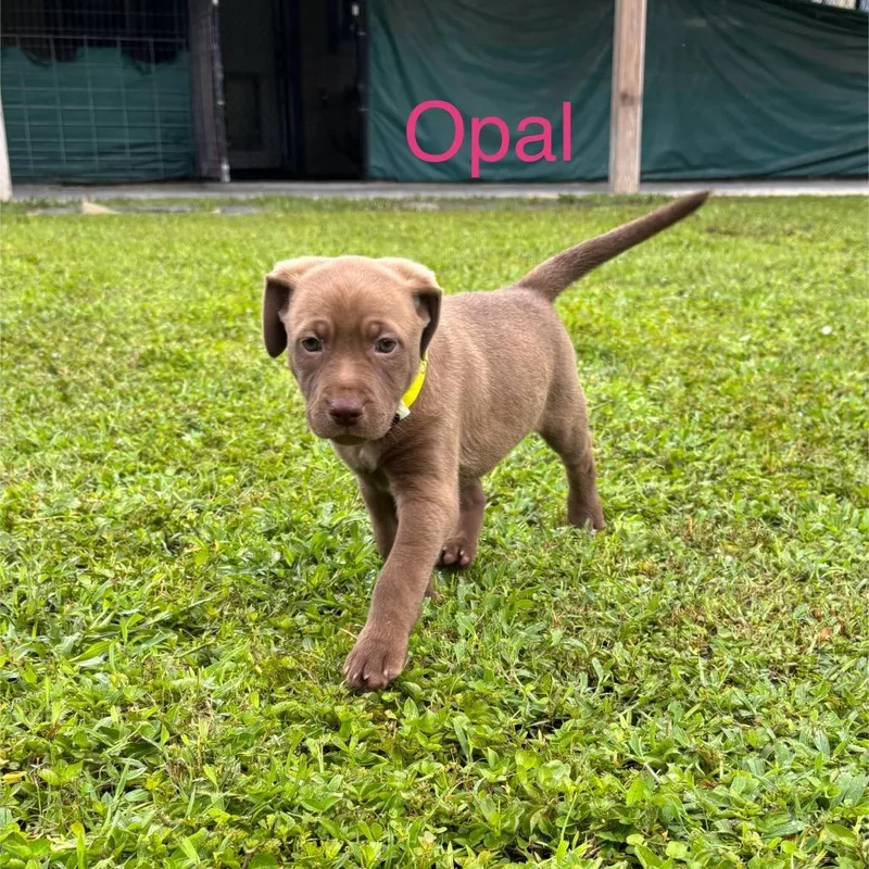 A baby medium-sized female Brown / Chocolate Labrador Retriever dog named Opal for adoption in Wellington, FL