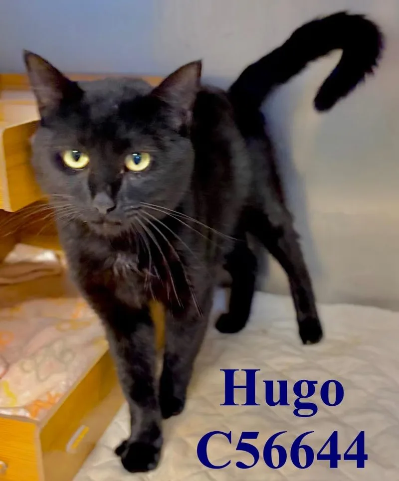 Hugo thumbnail 2