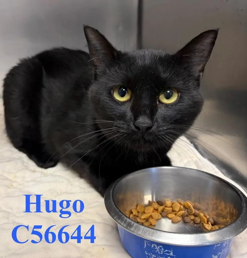 Hugo thumbnail 3