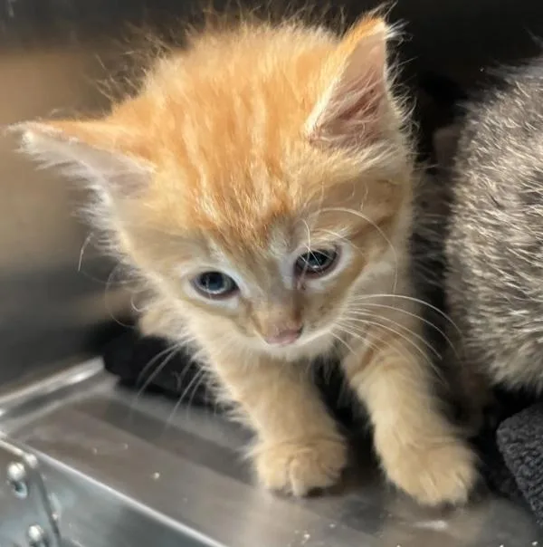 A baby small-sized female Domestic Short Hair cat named Skittles for adoption in New York, NY