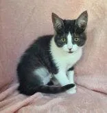 A baby small-sized female Gray & White Domestic Short Hair cat named 7059 (Sage) for adoption in Lake City, MI