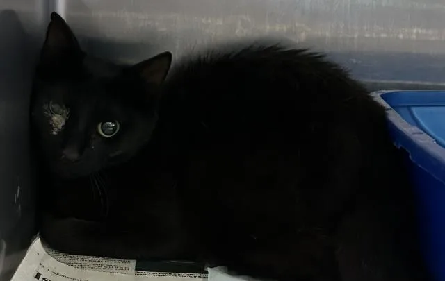 A young medium-sized male Domestic Short Hair cat named Gilbert for adoption in Pensacola, FL