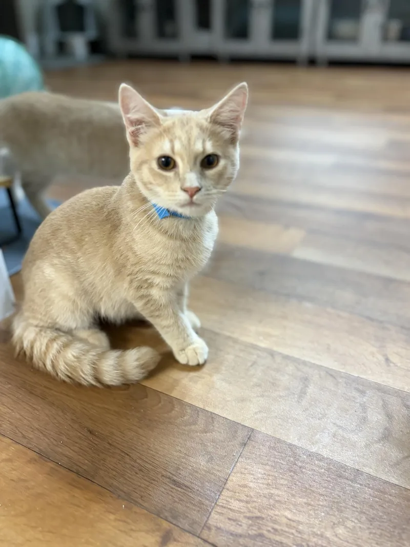 A baby medium-sized male Tabby (Buff / Tan / Fawn) Domestic Short Hair cat named Bingo for adoption in Greensburg, PA