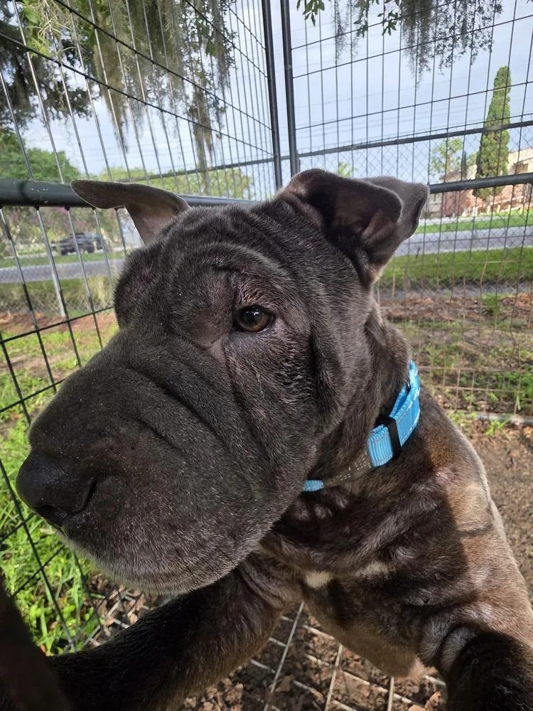 An adult medium-sized female Gray / Blue / Silver Shar-Pei dog named Lola for adoption in Lakeland, FL