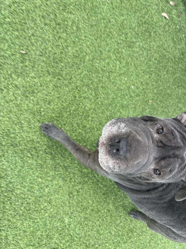 Lola thumbnail 4