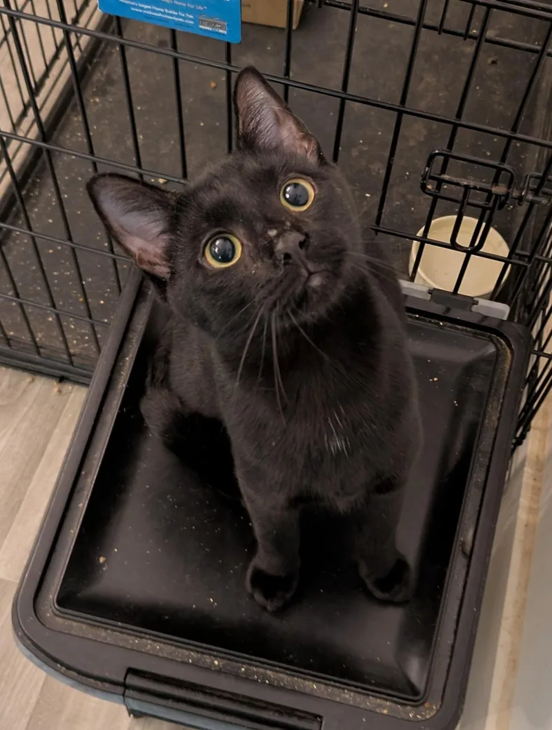 A young medium-sized female Black Domestic Short Hair cat named Daisy for adoption in Rocky Ridge, MD