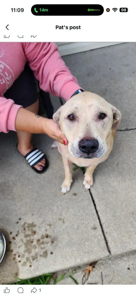 A senior medium-sized female Labrador Retriever dog named Jackie for adoption in Centralia, IL