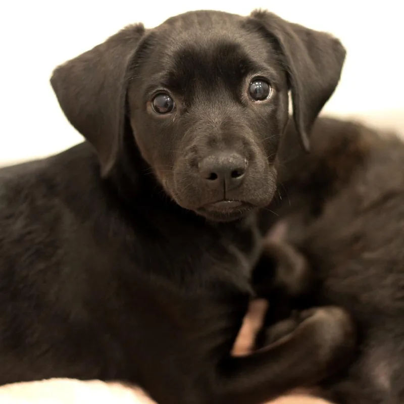 A baby medium-sized female Mixed Breed dog named Meryle for adoption in Cumming, GA