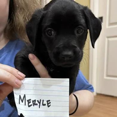 Meryle thumbnail 2