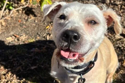 An adult small-sized male White / Cream Mixed Breed dog named Goose for adoption in Chicago, IL