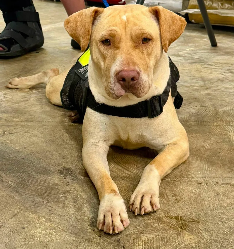 A young medium-sized female Yellow / Tan / Blond / Fawn Mixed Breed dog named Kimmie for adoption in Chesterfield, SC
