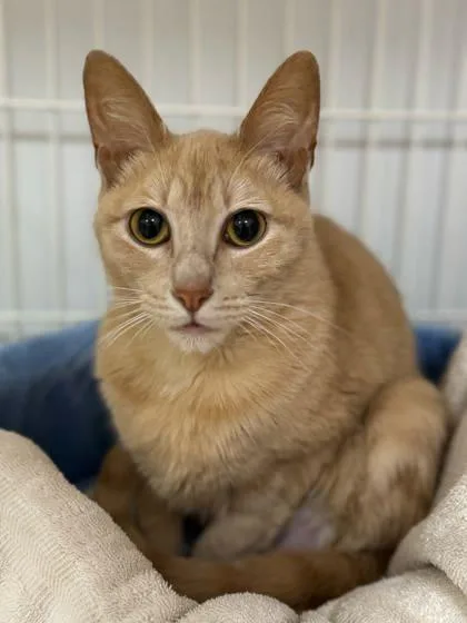 An adult small-sized female Domestic Short Hair cat named Tookie for adoption in Morton Grove, IL