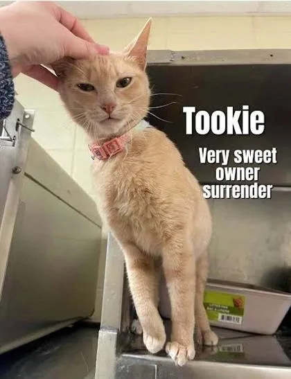Tookie thumbnail 3