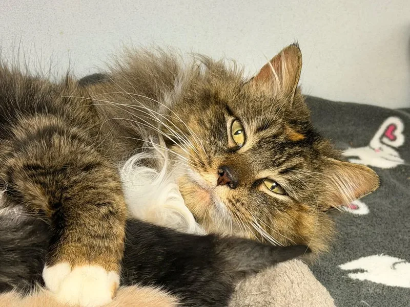 A young large-sized female Domestic Short Hair cat named Moana for adoption in Waverly, NY