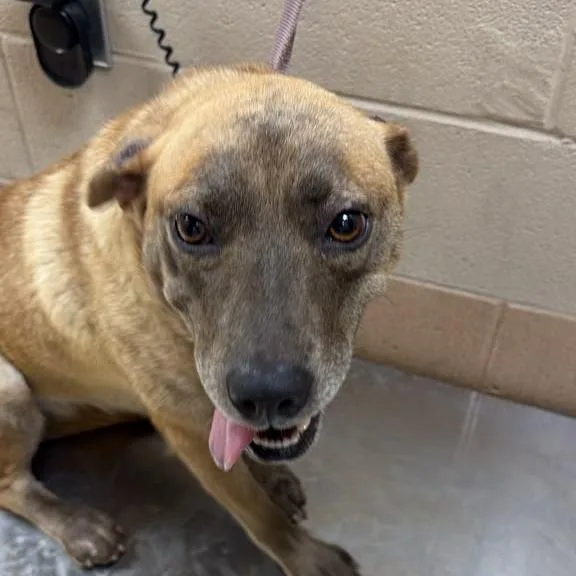 An adult medium-sized female Brown / Chocolate Mixed Breed dog named Omelette for adoption in Gadsden, AL