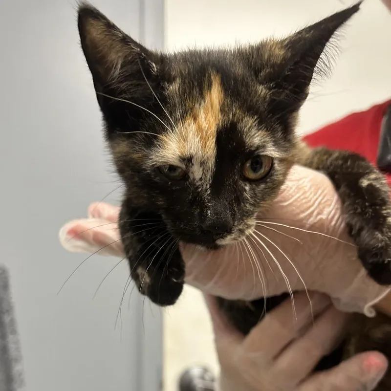 A baby small-sized female Calico Domestic Short Hair cat named Lucy for adoption in Birmingham, AL